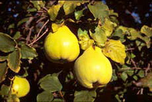 quince-fruit